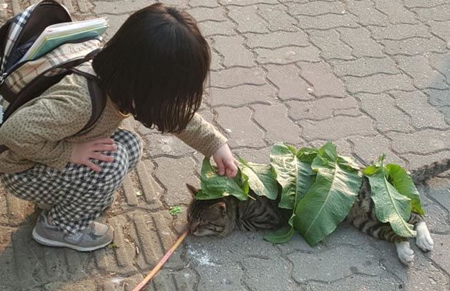 Cô bé lấy lá làm chăn cho em mèo đang nằm sưởi nắng