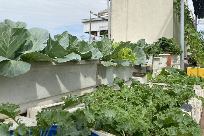 Dỡ mái tôn hô biến sân thượng thành vườn rau quả sum suê