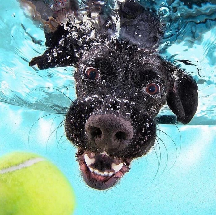 Hình ảnh của những chú chó khi ở dưới nước: Ngố nhất là Pug