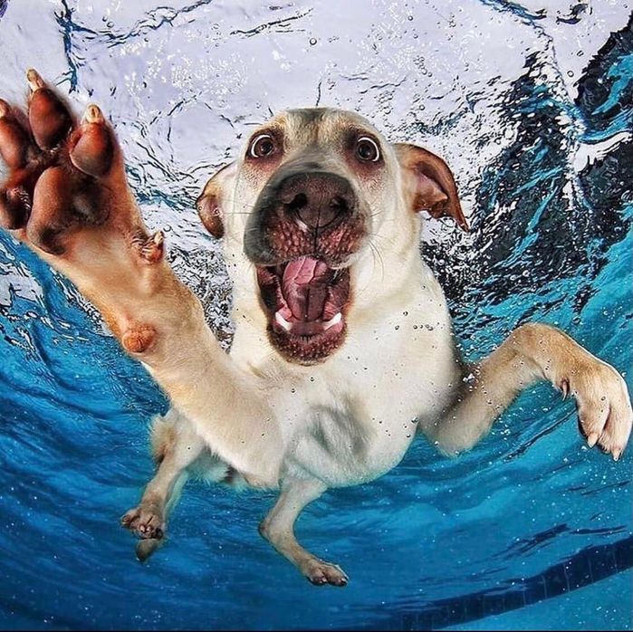 Hình ảnh của những chú chó khi ở dưới nước: Ngố nhất là Pug