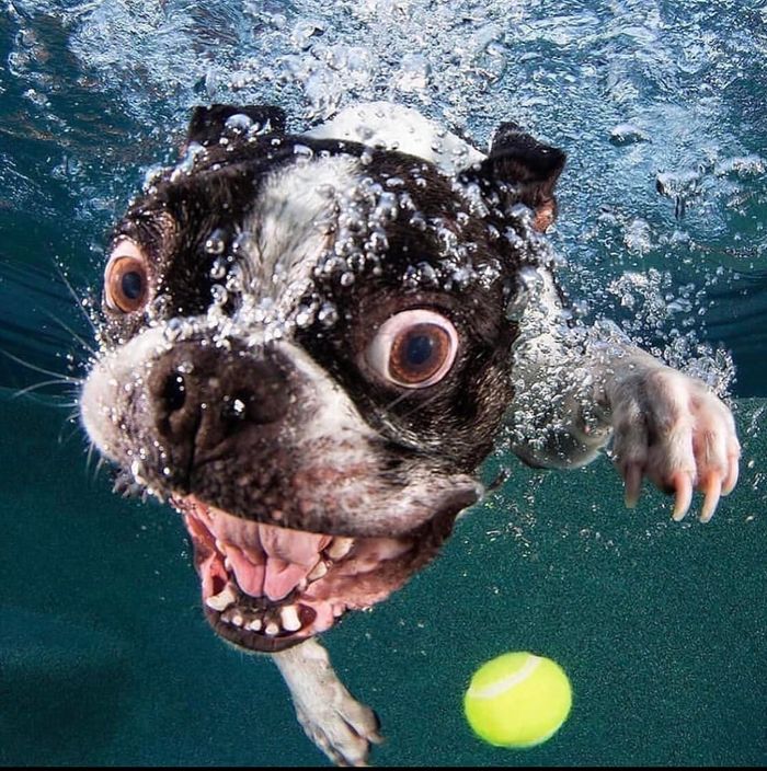 Hình ảnh của những chú chó khi ở dưới nước: Ngố nhất là Pug