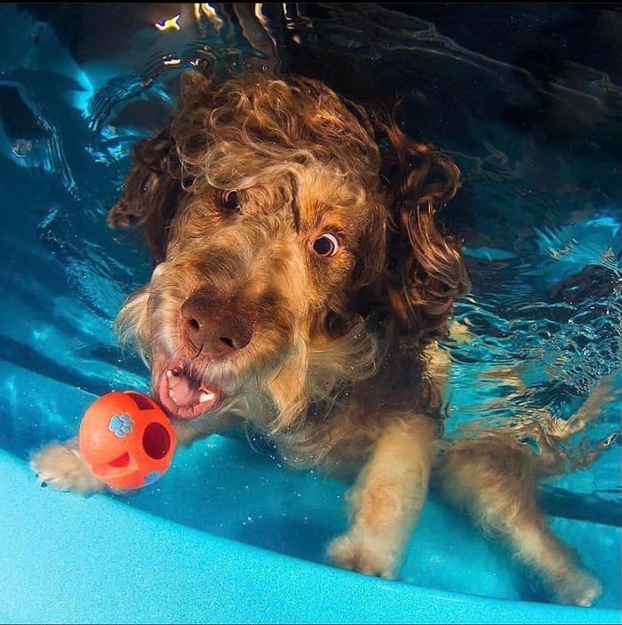 Hình ảnh của những chú chó khi ở dưới nước: Ngố nhất là Pug