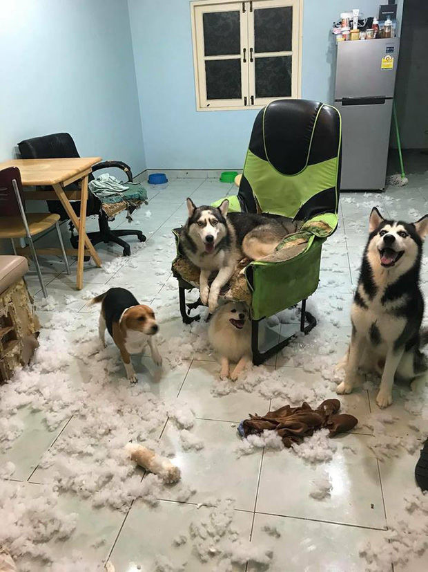 Husky hối lỗi do cắn phá bị chủ la khiến ai nấy đều phát cuồng