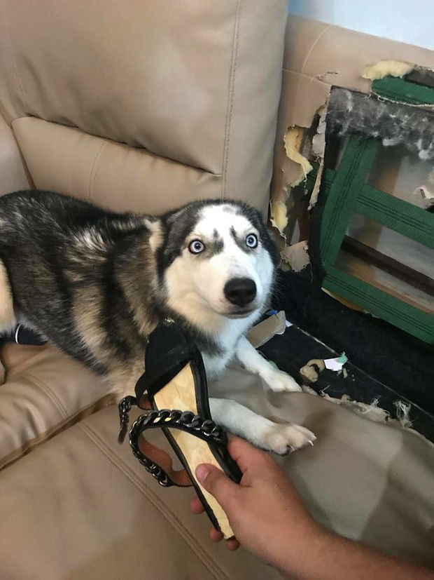 Husky hối lỗi do cắn phá bị chủ la khiến ai nấy đều phát cuồng