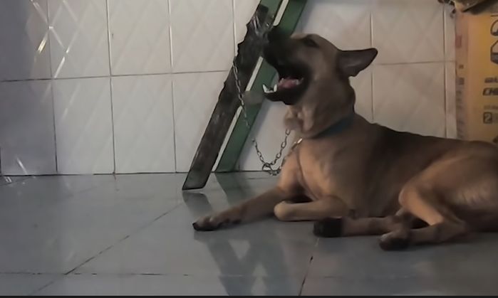 Chú chó ở Bình Dươn biết hát những bản nhạc da diết, trữ tình gây sốt
