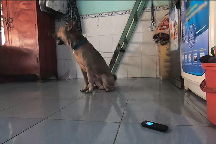Chú chó ở Bình Dươn biết hát những bản nhạc da diết, trữ tình gây sốt 