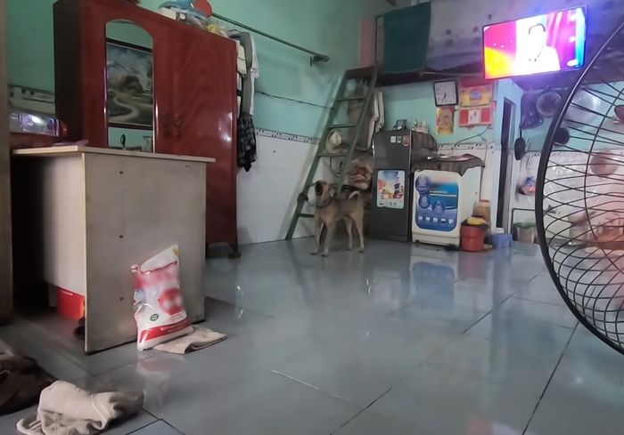 Chú chó ở Bình Dươn biết hát những bản nhạc da diết, trữ tình gây sốt 
