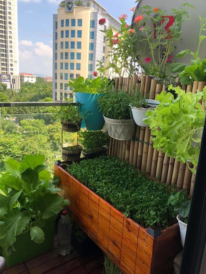 Mẹ đảm biến ban công chung cư rộng 3m2 thành khu vườn mướt mắt