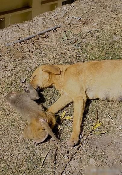 Chú khỉ được chú chó ân cần bầu bạn khi mẹ qua đời