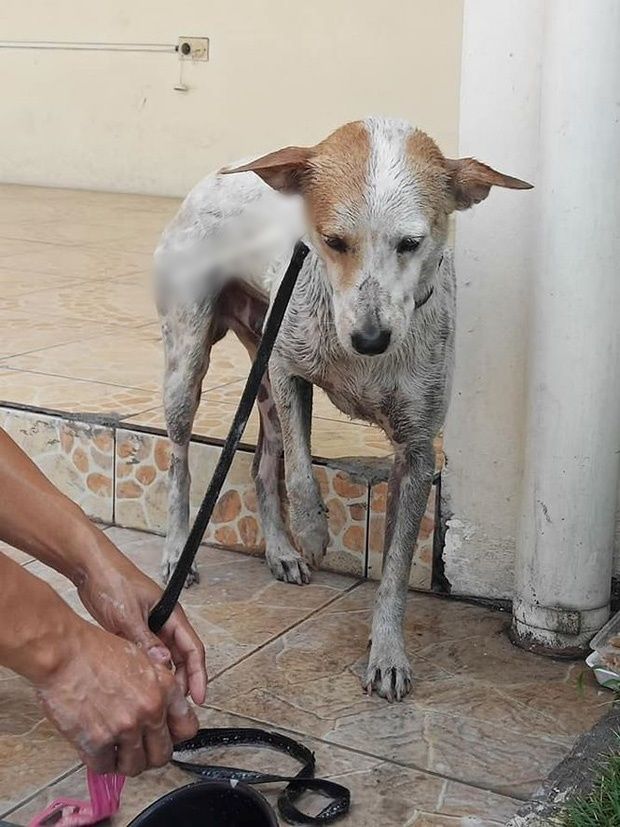 Người chăm sóc mình không còn nữa, chú chó đứng cạnh quan tài khóc nấc