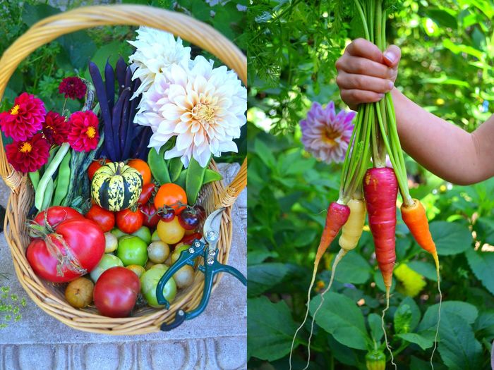 Nữ luật sư tự trồng 70 loại cây vì sợ rau củ mua ngoài bị phun thuốc