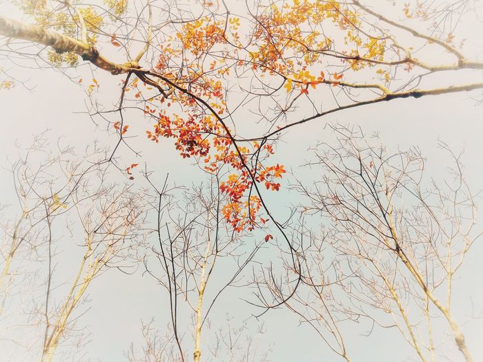 Rừng cao su Bình Dương mùa thay lá: Độ đẹp ăn đứt phim Hàn