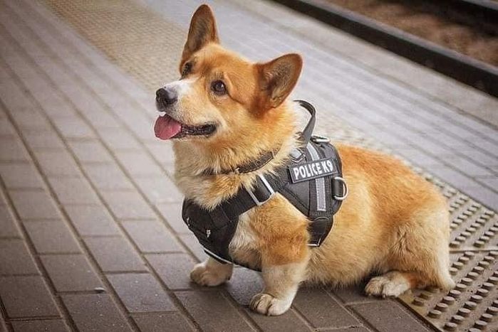 Chú chó nghiệp vụ Corgi tại Nga đã được nghỉ hưu sau 7 năm công tác