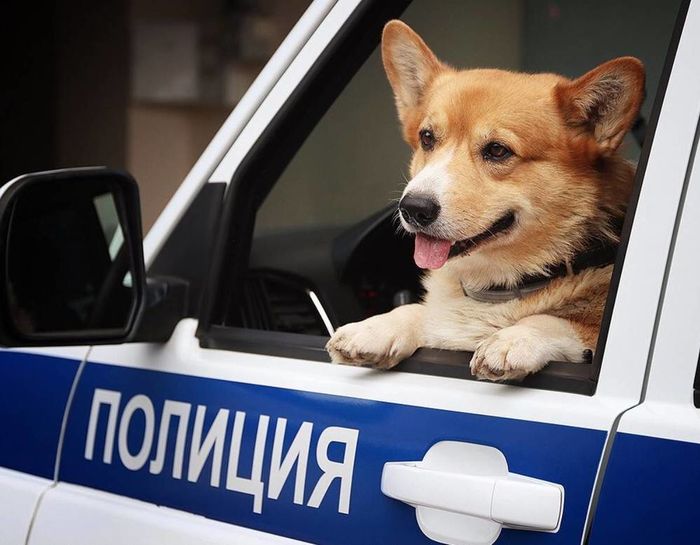 Chú chó nghiệp vụ Corgi tại Nga đã được nghỉ hưu sau 7 năm công tác