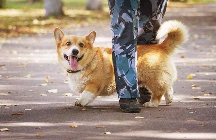 Chú chó nghiệp vụ Corgi tại Nga đã được nghỉ hưu sau 7 năm công tác