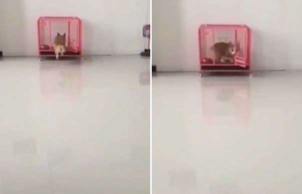 Chú chó trốn vào chuồng đóng cửa vì bị hỏi tội xé giấy tứ tung