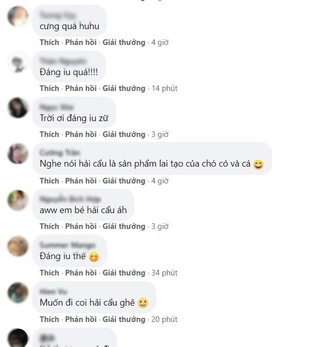 Tan chảy với hình ảnh siêu đáng yêu của em bé hải cẩu