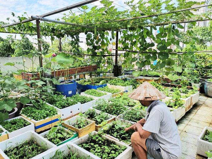 Vợ chồng SG trồng rau củ trên sân thượng: Rau xanh ăn hoài không hết