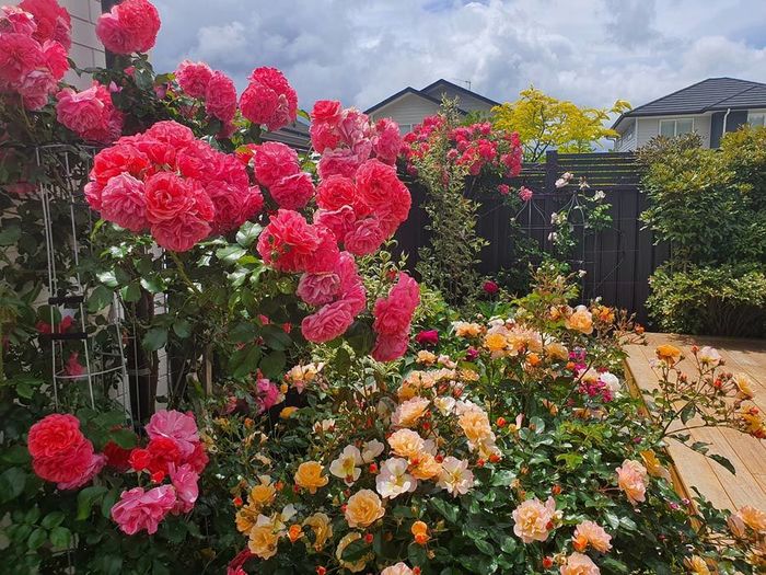 Mẹ Việt trời Tây làm vườn cực mát tay: Vườn hồng sặc sỡ màu sắc