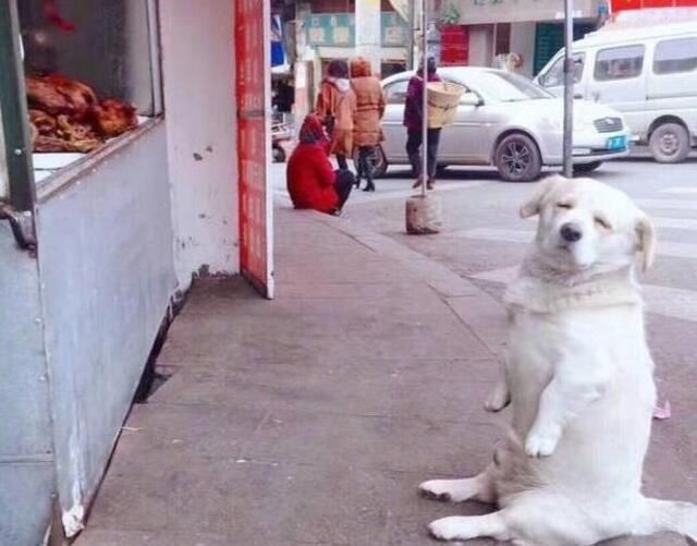 Đòi ăn đùi gà, chú chó mặt ủ rũ, đáng thương ăn vạ đòi sen mua cho