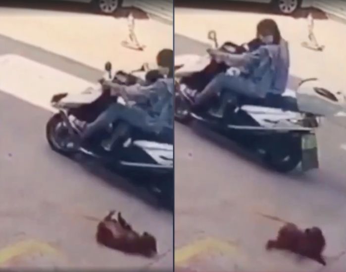 Đòi ăn đùi gà, chú chó mặt ủ rũ, đáng thương ăn vạ đòi sen mua cho