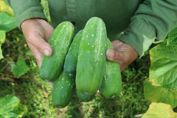 Cách nhận biết dưa chuột bị phun hóa chất hay không: Nhìn phấn trên vỏ