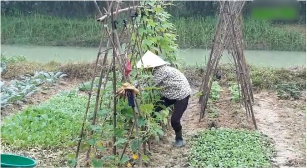 Cảm động chuyện người phụ nữ nuôi 8 con riêng của chồng hơn 15 năm