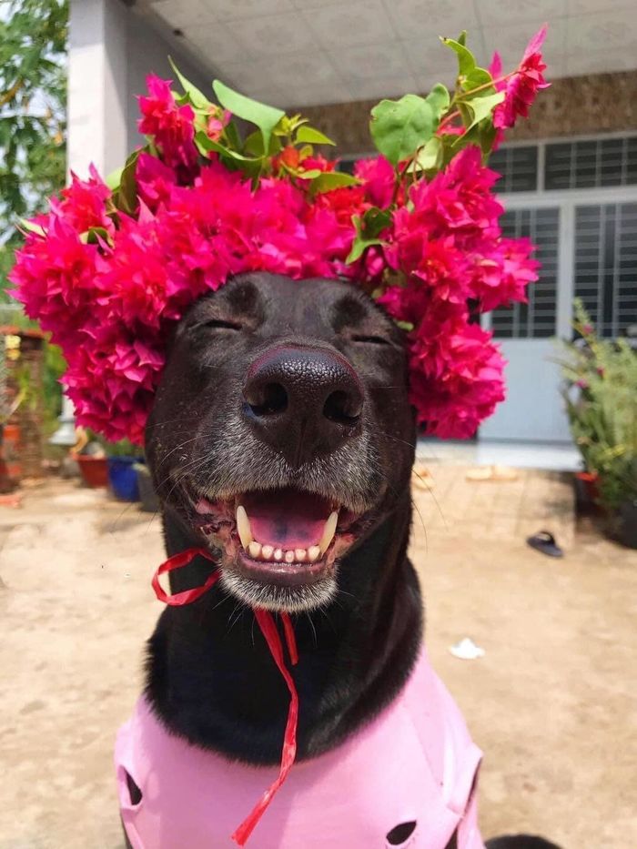 Chú chó thích đội hoa, biểu cảm thần thái cực đáng yêu đón Tết