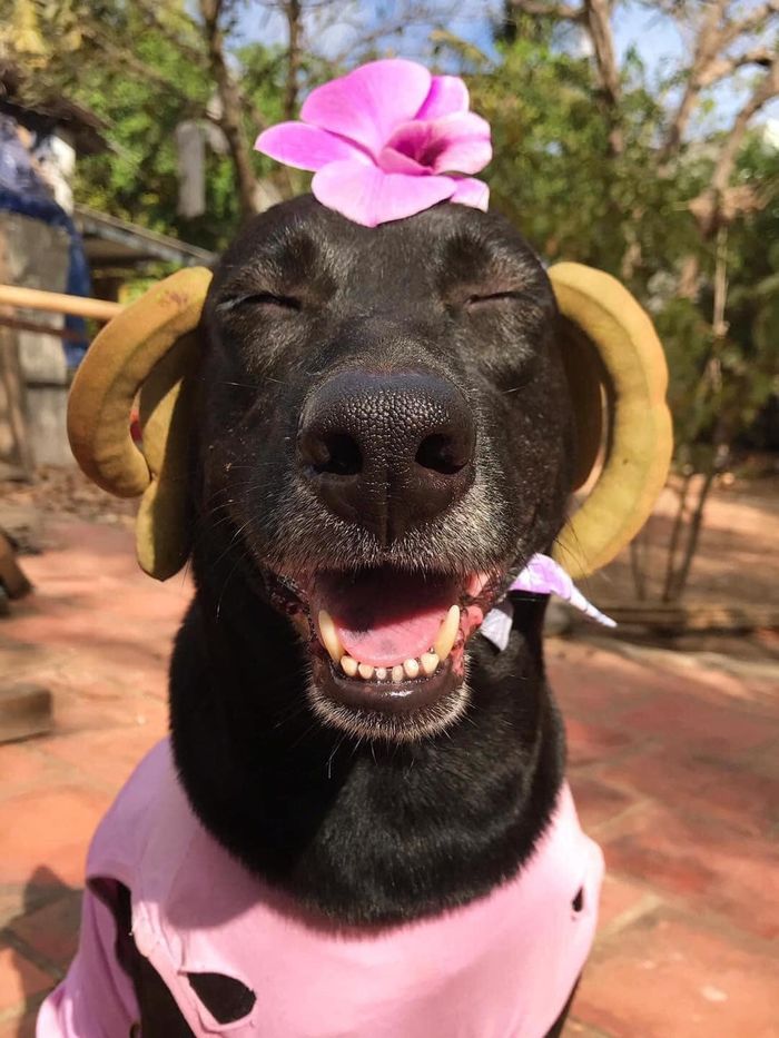 Chú chó thích đội hoa, biểu cảm thần thái cực đáng yêu đón Tết