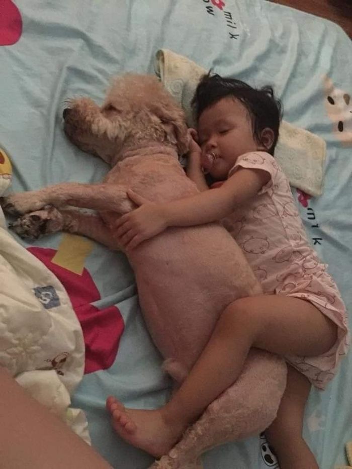 Chú chó Poodle Tiny biết trông em, chơi đùa và thành gối ôm của em
