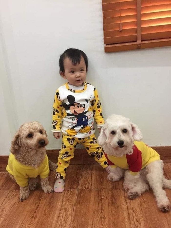 Chú chó Poodle Tiny biết trông em, chơi đùa và thành gối ôm của em
