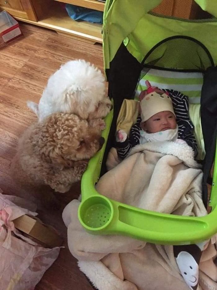 Chú chó Poodle Tiny biết trông em, chơi đùa và thành gối ôm của em
