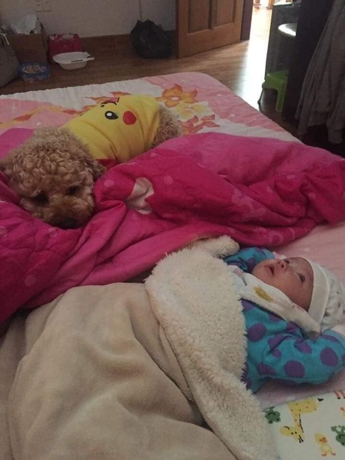 Chú chó Poodle Tiny biết trông em, chơi đùa và thành gối ôm của em