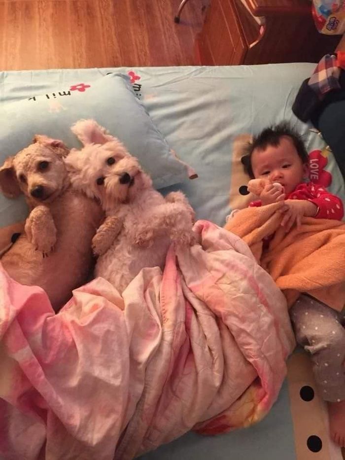 Chú chó Poodle Tiny biết trông em, chơi đùa và thành gối ôm của em
