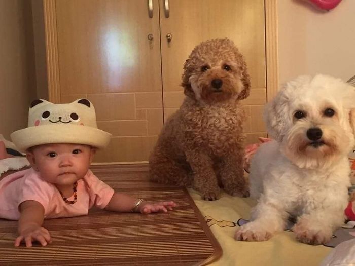 Chú chó Poodle Tiny biết trông em, chơi đùa và thành gối ôm của em