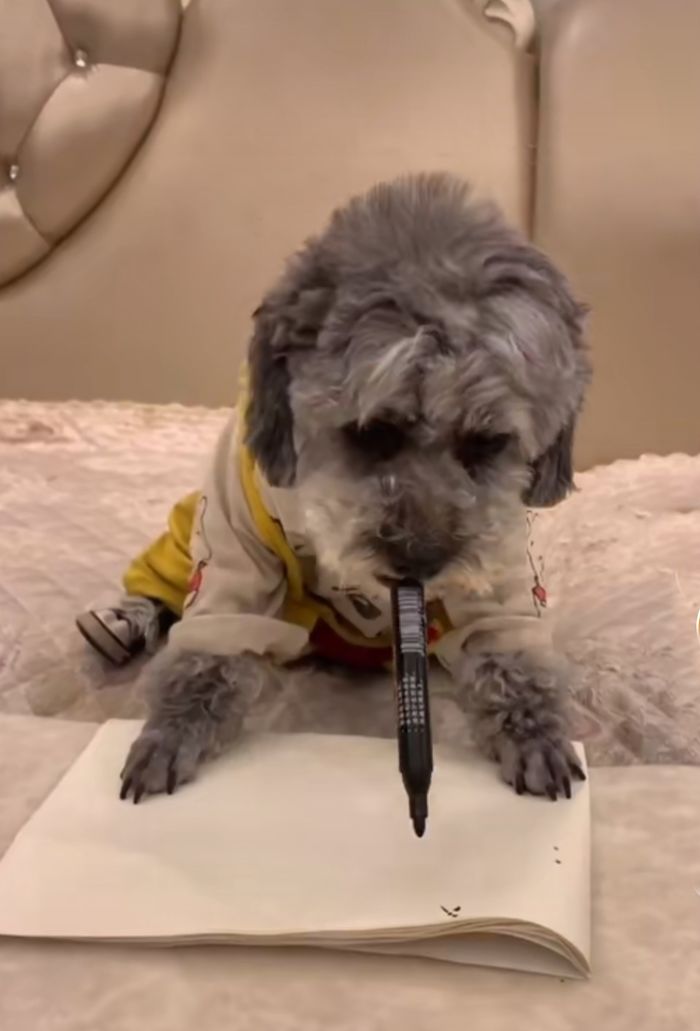 Chú chó viết chữ đẹp như người, được sen lên đồ mỗi ngày một bộ