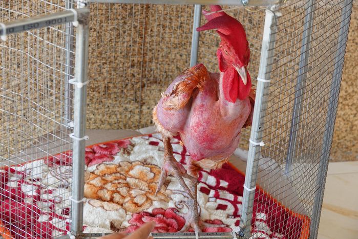Chú gà trụi lông, thích ngồi mâm ở miền Tây: Cực thích ăn sầu riêng