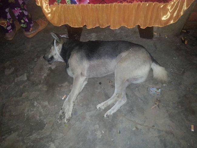 Chú chó thương nhớ người chủ qua đời không ăn suốt 16 ngày