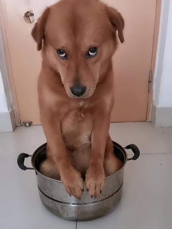 Chó cưng lì lợm nghe giọng chủ qua điện thoại đã co rúm, nhắm tịt mắt