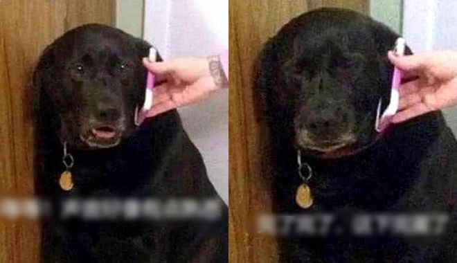Chó cưng lì lợm nghe giọng chủ qua điện thoại đã co rúm, nhắm tịt mắt