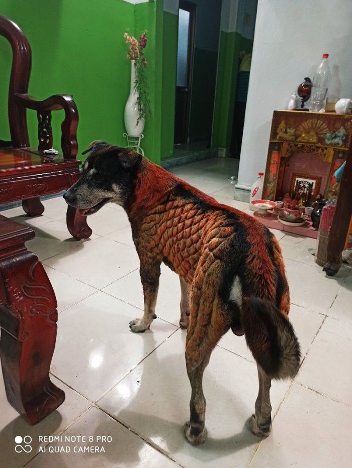 Hô biến cún cưng thành rồng” đỏm dáng ăn Tết, CDM xót cho bộ lông