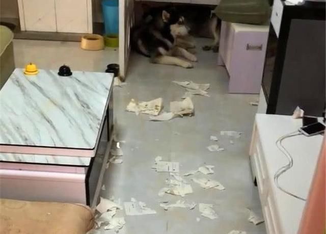 Husky nghịch ngợm, chủ nhân tức giận mua hai ký cua về để dạy dỗ