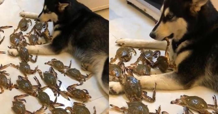 Husky nghịch ngợm, chủ nhân tức giận mua hai ký cua về để dạy dỗ