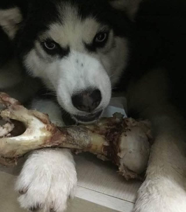 Husky nghịch ngợm, chủ nhân tức giận mua hai ký cua về để dạy dỗ
