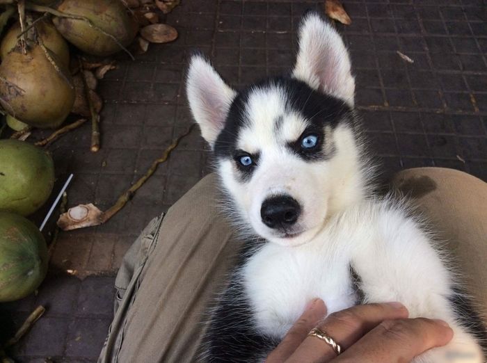 Husky đẻ bọc điều hiếm thấy, đúng kiểu Tố chất ngáo có từ trong bọc