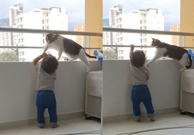 Chú mèo giúp cô chủ cho bé trai uống sữa khiến ai cũng bật cười