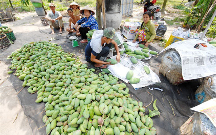 Người dân khóc ròng vì thanh long mất giá, chín đỏ cây không ai mua