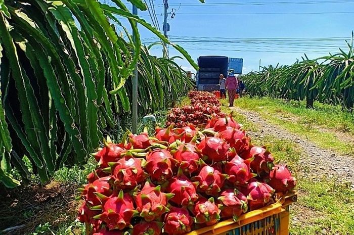 Người dân khóc ròng vì thanh long mất giá, chín đỏ cây không ai mua