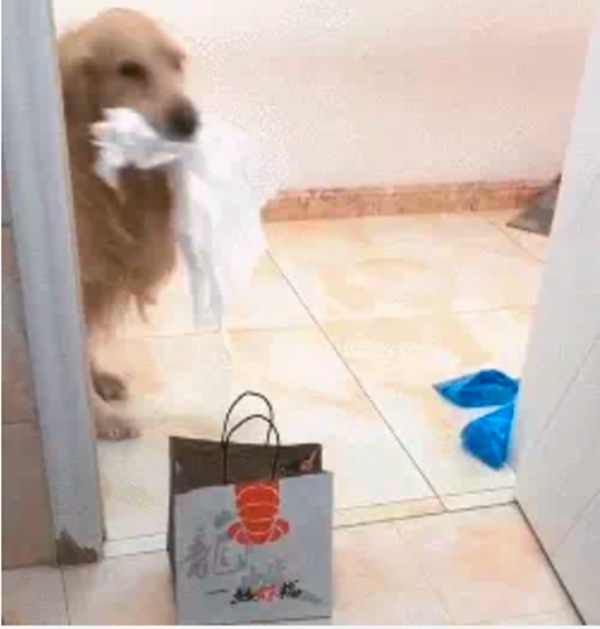 Nhờ lấy giúp cuộn giấy vệ sinh, thái độ cún cưng khiến chủ bất ngờ