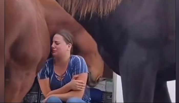 Thấy cô chủ ngồi khóc, chú ngựa tới an ủi: Bờ vai cũng vững chắc lắm 